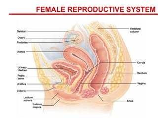 FEMALE REPRODUCTIVE SYSTEM