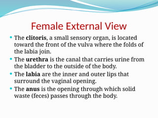 Human Reproductive Systems PowerPoint.pptx