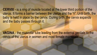 VAGINA - the muscular tube leading from the external genitals to the
cervix of the uterus in women and most female mammals.
CERVIX - is a ring of muscle located at the lower third portion of the
uterus. It forms a barrier between the uterus and the 'V'. Until birth, the
baby is held in place by the cervix. During birth, the cervix expands
and the baby passes through it.
 