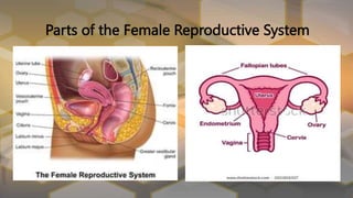 Parts of the Female Reproductive System
 