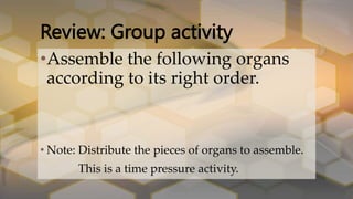 Review: Group activity
•Assemble the following organs
according to its right order.
• Note: Distribute the pieces of organs to assemble.
This is a time pressure activity.
 