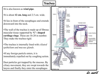 Trachea
•It is also known as wind pipe.

•It is about 12 cm. long and 2.5 cm. wide.

•It lies in front of the oesophagus and extends
downward into the neck.

•The wall of the trachea is made up of fibrous
muscular tissue supported by 'C'- shaped
cartilage rings. These are 16-20 in number.
They make the trachea rigid.

•The trachea is internally lined with ciliated
epithelium and mucous glands.

•If any foreign particle enters, it is
immediately expelled out by coughing action.

Dust particles get trapped by the mucous. By
ciliary movement, they are swept towards the
larynx and finally they enter the oesophagus
                                                    dr. aarif
 