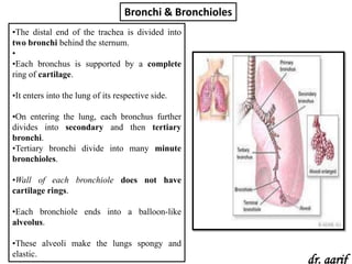 Bronchi & Bronchioles
•The distal end of the trachea is divided into
two bronchi behind the sternum.
•
•Each bronchus is supported by a complete
ring of cartilage.

•It enters into the lung of its respective side.

•On entering the lung, each bronchus further
divides into secondary and then tertiary
bronchi.
•Tertiary bronchi divide into many minute
bronchioles.

•Wall of each bronchiole does not have
cartilage rings.

•Each bronchiole ends into a balloon-like
alveolus.

•These alveoli make the lungs spongy and
elastic.
                                                          dr. aarif
 
