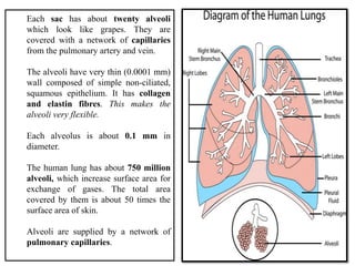 Each sac has about twenty alveoli
which look like grapes. They are
covered with a network of capillaries
from the pulmonary artery and vein.

The alveoli have very thin (0.0001 mm)
wall composed of simple non-ciliated,
squamous epithelium. It has collagen
and elastin fibres. This makes the
alveoli very flexible.

Each alveolus is about 0.1 mm in
diameter.

The human lung has about 750 million
alveoli, which increase surface area for
exchange of gases. The total area
covered by them is about 50 times the
surface area of skin.

Alveoli are supplied by a network of
pulmonary capillaries.
 