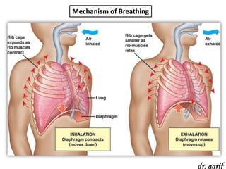 Mechanism of Breathing




                         dr. aarif
 