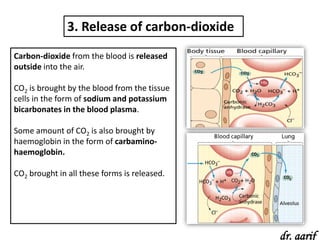 3. Release of carbon-dioxide
Carbon-dioxide from the blood is released
outside into the air.

CO2 is brought by the blood from the tissue
cells in the form of sodium and potassium
bicarbonates in the blood plasma.

Some amount of CO2 is also brought by
haemoglobin in the form of carbamino-
haemoglobin.

CO2 brought in all these forms is released.




                                              dr. aarif
 