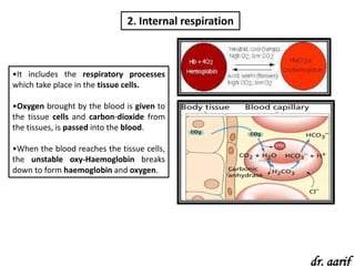 2. Internal respiration



•It includes the respiratory processes
which take place in the tissue cells.

•Oxygen brought by the blood is given to
the tissue cells and carbon-dioxide from
the tissues, is passed into the blood.

•When the blood reaches the tissue cells,
the unstable oxy-Haemoglobin breaks
down to form haemoglobin and oxygen.




                                                        dr. aarif
 