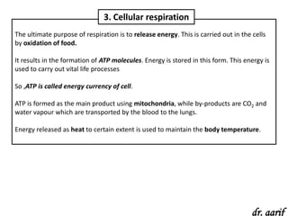 3. Cellular respiration
The ultimate purpose of respiration is to release energy. This is carried out in the cells
by oxidation of food.

It results in the formation of ATP molecules. Energy is stored in this form. This energy is
used to carry out vital life processes

So ,ATP is called energy currency of cell.

ATP is formed as the main product using mitochondria, while by-products are CO2 and
water vapour which are transported by the blood to the lungs.

Energy released as heat to certain extent is used to maintain the body temperature.




                                                                                     dr. aarif
 