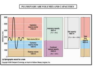 PULMONARY AIR VOLUMES AND CAPACITIES




                   (TV + IRV)

                                (TV + IRV + ERV)




                   (RV + ERV)
 