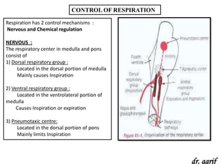 CONTROL OF RESPIRATION

Respiration has 2 control mechanisms :
Nervous and Chemical regulation

NERVOUS :
The respiratory center in medulla and pons
consist of
1) Dorsal respiratory group :
     Located in the dorsal portion of medulla
     Mainly causes Inspiration

2) Ventral respiratory group :
     Located in the ventrolateral portion of
medulla
     Causes Inspiration or expiration

3) Pneumotaxic centre:
     Located in the dorsal portion of pons
     Mainly limits Inspiration




                                                       dr. aarif
 