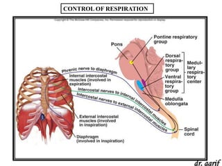 CONTROL OF RESPIRATION




                         dr. aarif
 