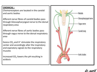 CHEMICAL :
Chemoreceptors are located in the carotid
and aortic bodies

Afferent nerve fibres of carotid bodies pass
through Glossopharyngeal nerve to the dorsal
respiratory area

Afferent nerve fibres of aortic bodies pass
through vagus nerve to the dorsal respiratory
area

Excess CO2 and H+ stimulate the respiratory
center and accordingly alter the inspiratory
and expiratory signals to the respiratory
muscles

Increased CO2 lowers the pH resulting in
acidosis



                                                dr. aarif
 