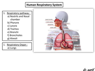 Human Respiratory System

1. Respiratory pathway :
   a) Nostrils and Nasal
      chamber
   b) Pharynx
   c) Larynx
   d) Trachea
   e) Bronchi
   f) Bronchioles
   g) Alveoli

1. Respiratory Organ :
   a) Lungs




                                                dr. aarif
 