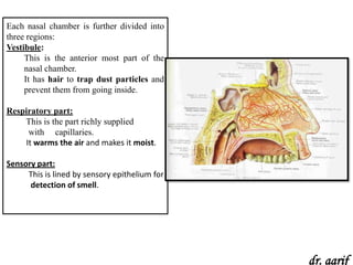 Each nasal chamber is further divided into
three regions:
Vestibule:
     This is the anterior most part of the
     nasal chamber.
     It has hair to trap dust particles and
     prevent them from going inside.

Respiratory part:
    This is the part richly supplied
     with capillaries.
    It warms the air and makes it moist.

Sensory part:
     This is lined by sensory epithelium for
      detection of smell.




                                               dr. aarif
 