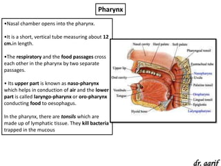 Pharynx
•Nasal chamber opens into the pharynx.

•It is a short, vertical tube measuring about 12
cm.in length.

•The respiratory and the food passages cross
each other in the pharynx by two separate
passages.

• Its upper part is known as naso-pharynx
which helps in conduction of air and the lower
part is called laryngo-pharynx or oro-pharynx
conducting food to oesophagus.

In the pharynx, there are tonsils which are
made up of lymphatic tissue. They kill bacteria
trapped in the mucous




                                                     dr. aarif
 