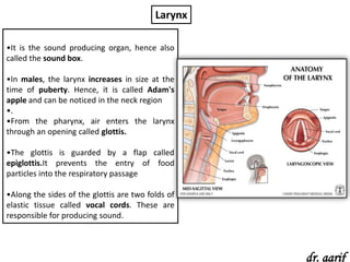 Larynx

•It is the sound producing organ, hence also
called the sound box.

•In males, the larynx increases in size at the
time of puberty. Hence, it is called Adam's
apple and can be noticed in the neck region
•.
•From the pharynx, air enters the larynx
through an opening called glottis.

•The glottis is guarded by a flap called
epiglottis.It prevents the entry of food
particles into the respiratory passage

•Along the sides of the glottis are two folds of
elastic tissue called vocal cords. These are
responsible for producing sound.



                                                   dr. aarif
 