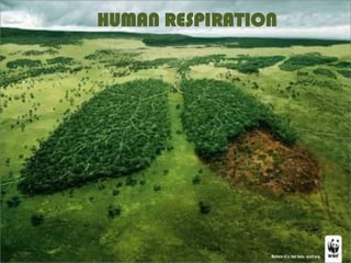 HUMAN RESPIRATION
 