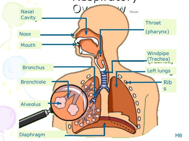 Which Of These Is Held Open By Cartilage Rings Which Of These Is Held Open By Cartilage Rings