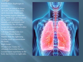 Lungs-
Extends from diaphragm to
clavicles.
Each lung is conical in shape
,its wide ,concave base rests
upon muscular diaphragm.
Its superior region called the
apex , Both lungs are bordered
by thoracic wall anteriorly,
laterally and posteriorly and
supported by the rib cages.
Lungs are separated each other
by mediastinum .
Left lung-Divided into two
lobes by oblique fissure.
Smaller than the right lung.
Cardiac notch accommodates
the heart.
Right lungs-
Divided into 3 lobes by
oblique& horizontal fissure.
Located more superiorly in the
body due to liver on right side.
 