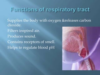 Supplies the body with oxygen &releases carbon
dioxide.
Filters inspired air.
Produces sound.
Contains receptors of smell.
Helps to regulate blood pH
 