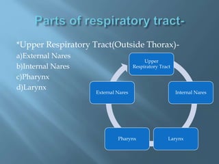 *Upper Respiratory Tract(Outside Thorax)-
a)External Nares
b)Internal Nares
c)Pharynx
d)Larynx
Upper
Respiratory Tract
Internal Nares
Larynx
Pharynx
External Nares
 