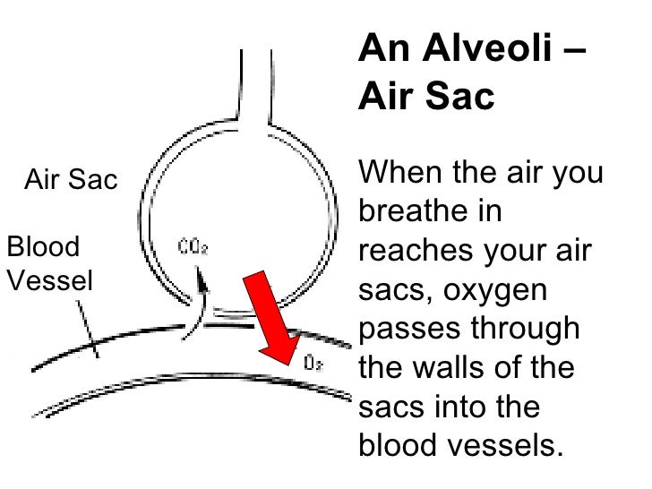 Human Respiratory System