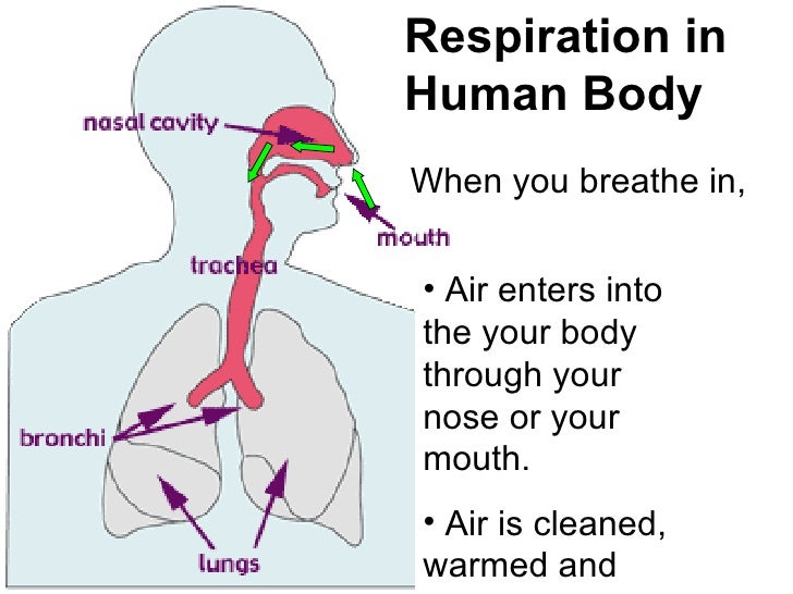 Human respiratory system