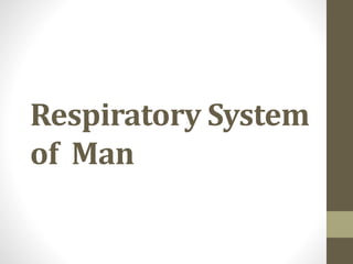 Respiratory System
of Man
 