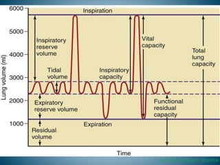 Ventilation Graph Human Human respiratory system | PPTX