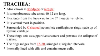 Windpipe Collapse HUMAN RESPIRATORY SYSTEM AND ITS ANATOMY | PPTX