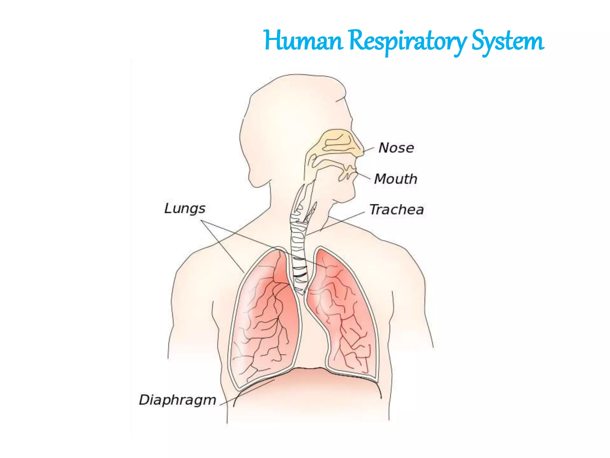 Human Respiratory System
 