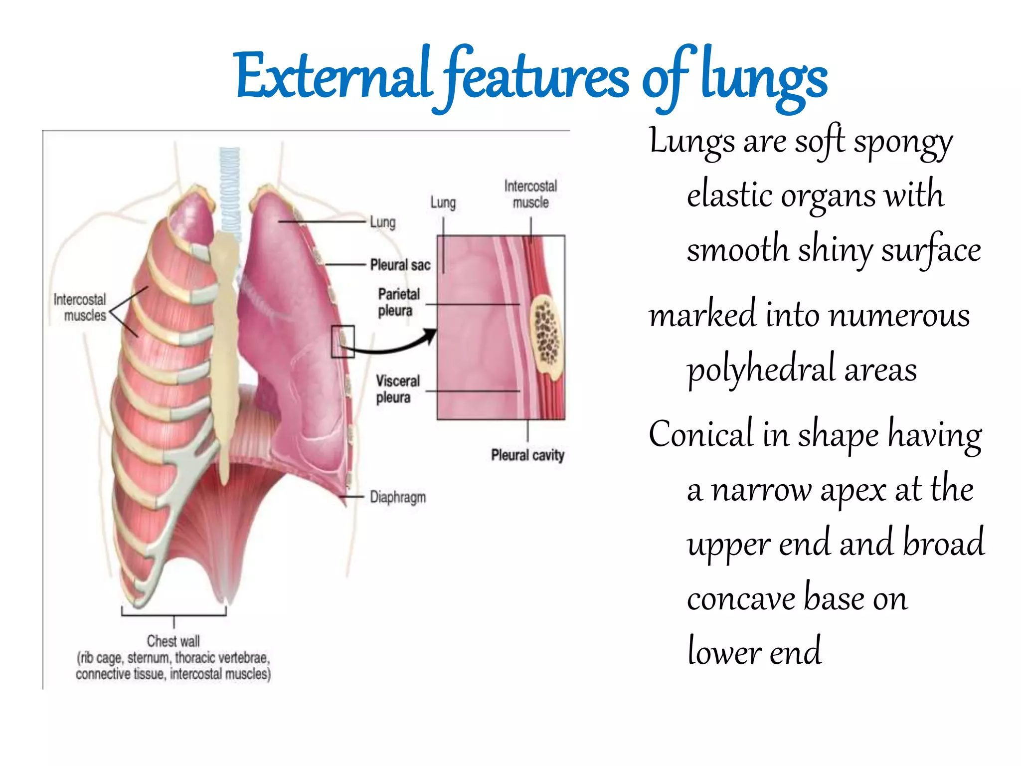 External features of lungs
Lungs are soft spongy
elastic organs with
smooth shiny surface
marked into numerous
polyhedral areas
Conical in shape having
a narrow apex at the
upper end and broad
concave base on
lower end
 
