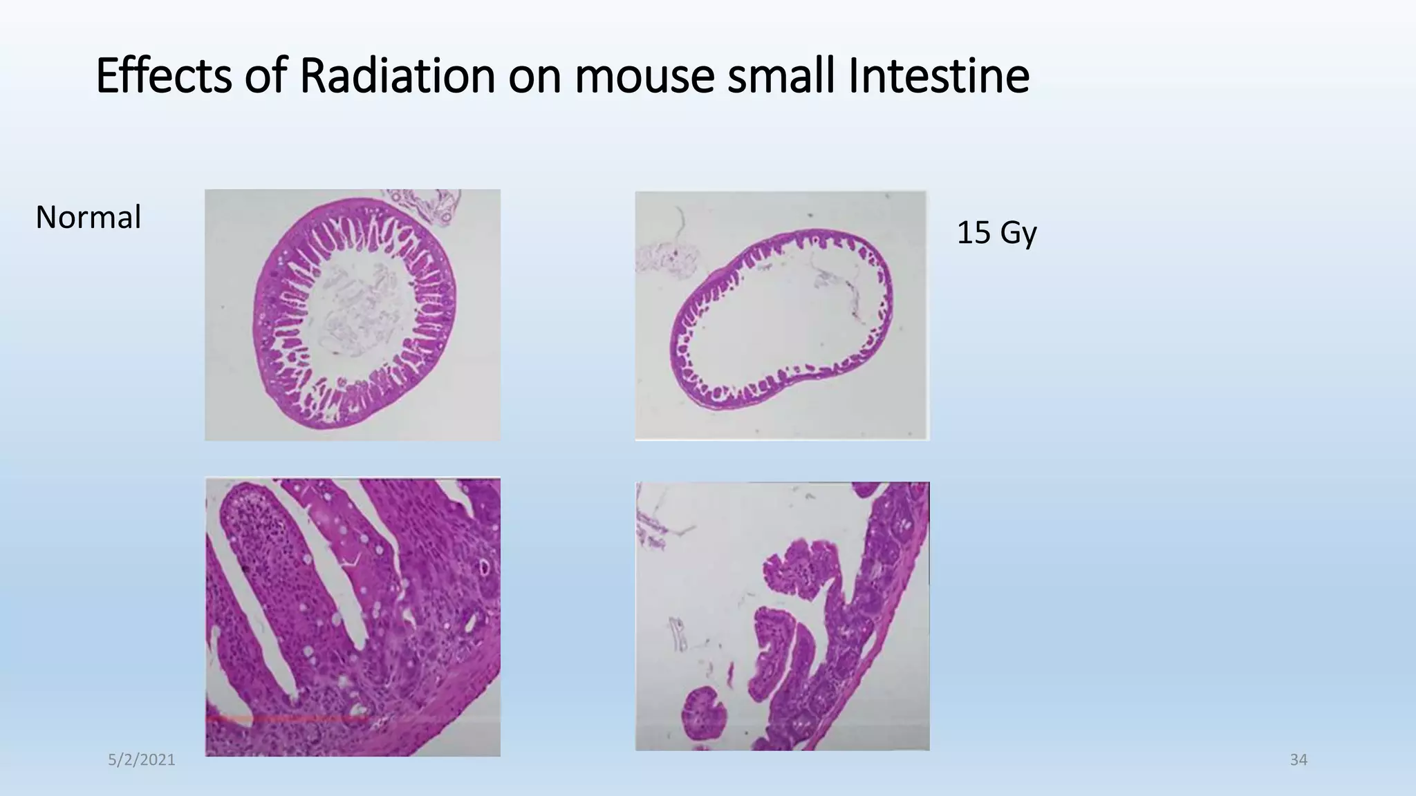 Mouse Radiotherapy Radiobiology | PPTX