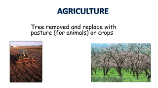 Tree removed and replace with
pasture (for animals) or crops

 