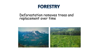 Deforestation removes trees and
replacement over time

 