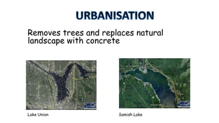 Removes trees and replaces natural
landscape with concrete

Lake Union

Samish Lake

 
