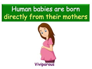 Viviparous
 