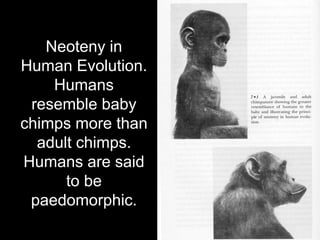 Neoteny Examples Humans | PDF