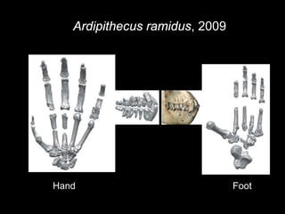Humans | PDF