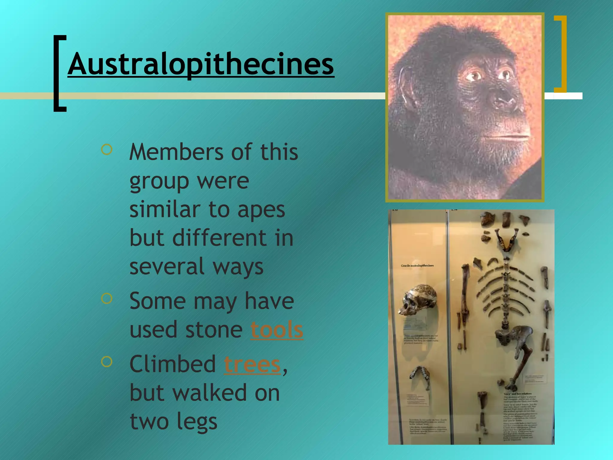 Australopithecines

     Members of this
      group were
      similar to apes
      but different in
      several ways
     Some may have
      used stone tools
     Climbed trees,
      but walked on
      two legs
 