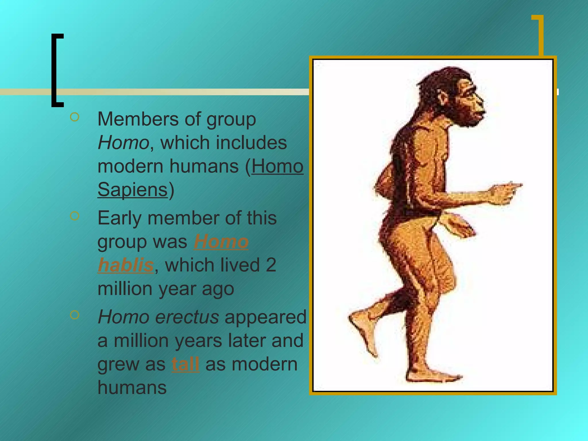    Members of group
    Homo, which includes
    modern humans (Homo
    Sapiens)
   Early member of this
    group was Homo
    hablis, which lived 2
    million year ago
   Homo erectus appeared
    a million years later and
    grew as tall as modern
    humans
 