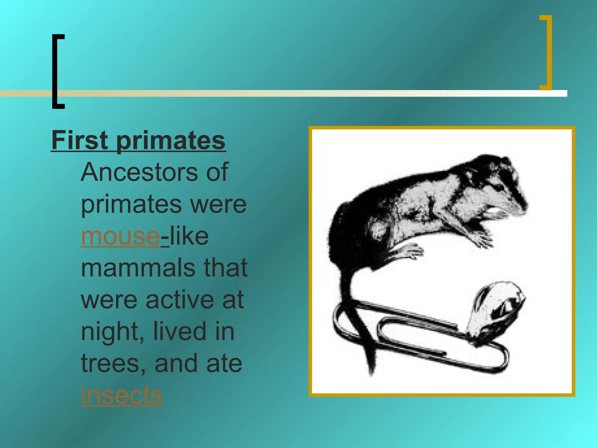 First primates
   Ancestors of
   primates were
   mouse-like
   mammals that
   were active at
   night, lived in
   trees, and ate
   insects
 