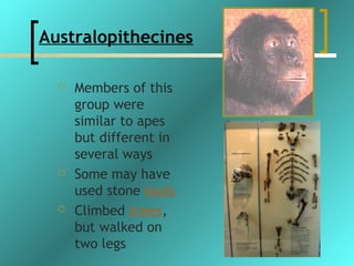 Australopithecines

     Members of this
      group were
      similar to apes
      but different in
      several ways
     Some may have
      used stone tools
     Climbed trees,
      but walked on
      two legs
 