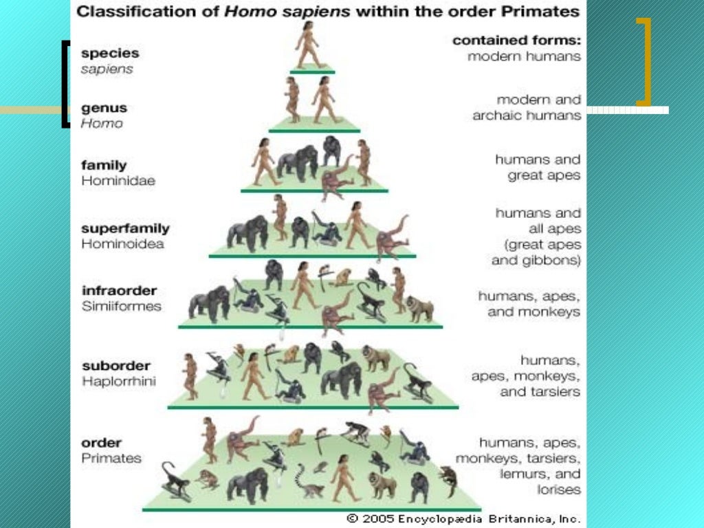 Humans and other primates