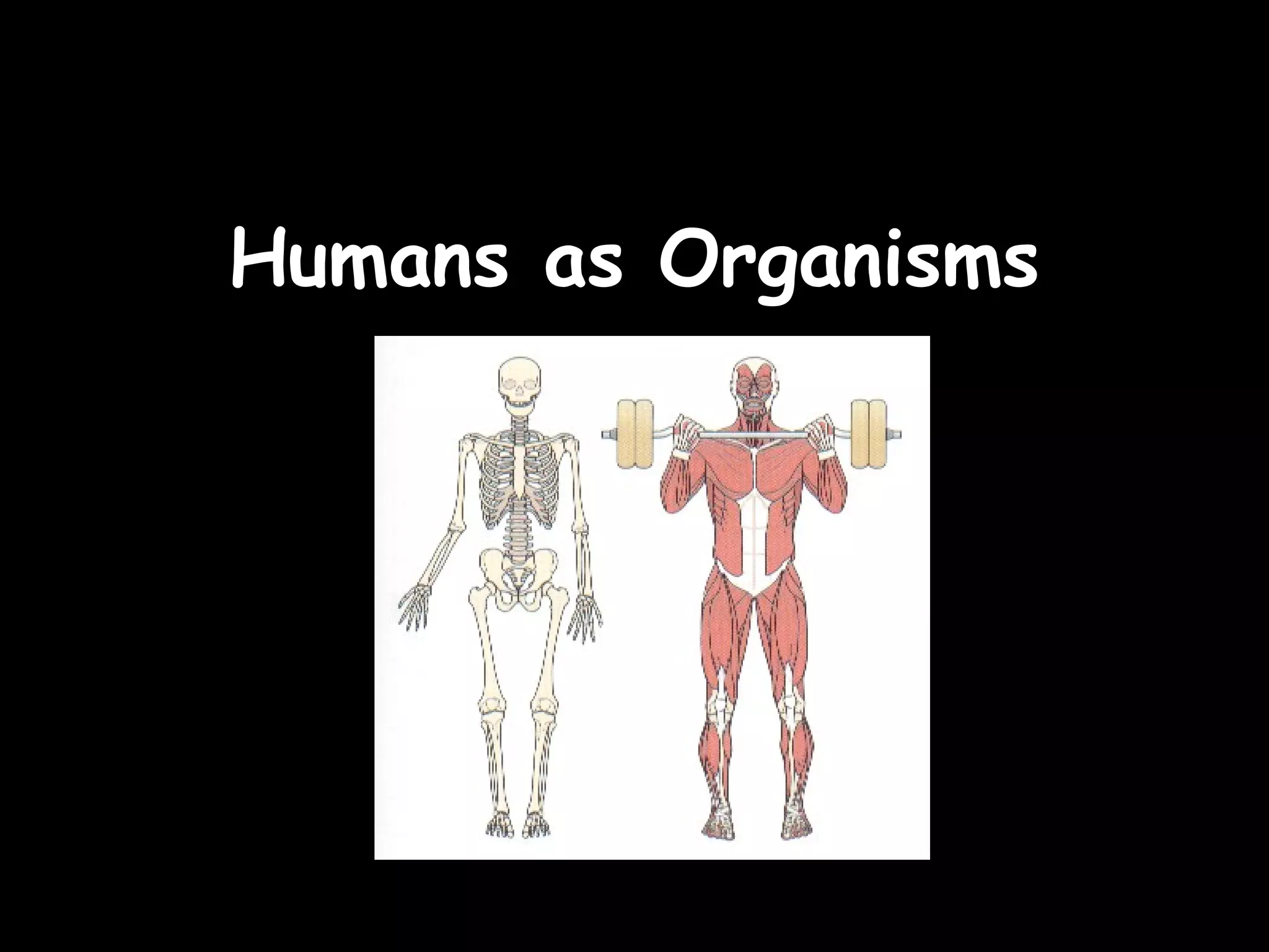 Humans as organisms (Year 10 Bio) IGCSE | PPT