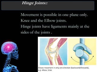 Humans body and structure engineering | PPT