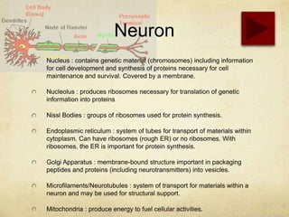 Neuron
Nucleus : contains genetic material (chromosomes) including information
for cell development and synthesis of proteins necessary for cell
maintenance and survival. Covered by a membrane.

Nucleolus : produces ribosomes necessary for translation of genetic
information into proteins

Nissl Bodies : groups of ribosomes used for protein synthesis.

Endoplasmic reticulum : system of tubes for transport of materials within
cytoplasm. Can have ribosomes (rough ER) or no ribosomes. With
ribosomes, the ER is important for protein synthesis.

Golgi Apparatus : membrane-bound structure important in packaging
peptides and proteins (including neurotransmitters) into vesicles.

Microfilaments/Neurotubules : system of transport for materials within a
neuron and may be used for structural support.

Mitochondria : produce energy to fuel cellular activities.
 