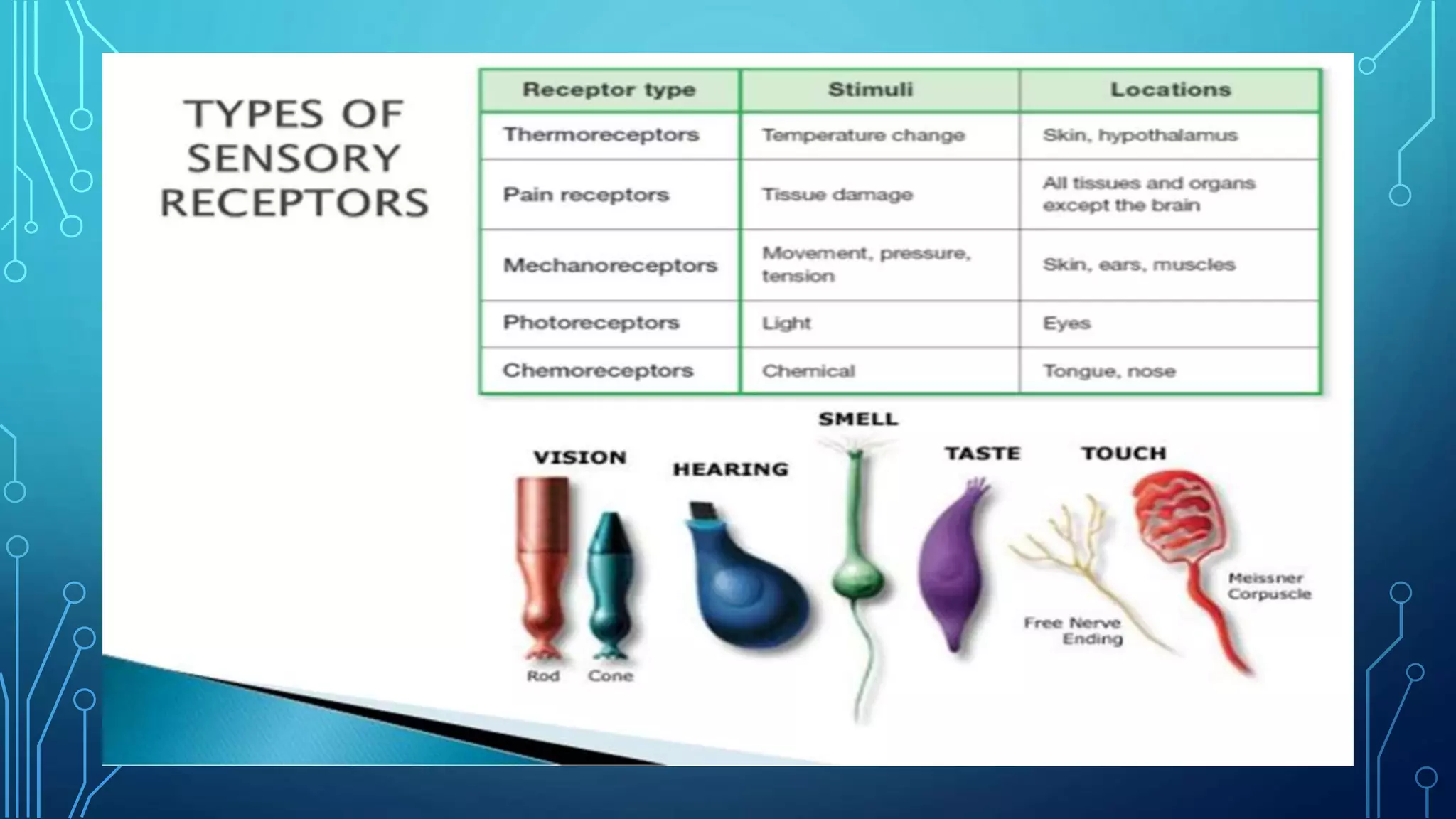 Sense Receptor Process Human sense organs | PPTX