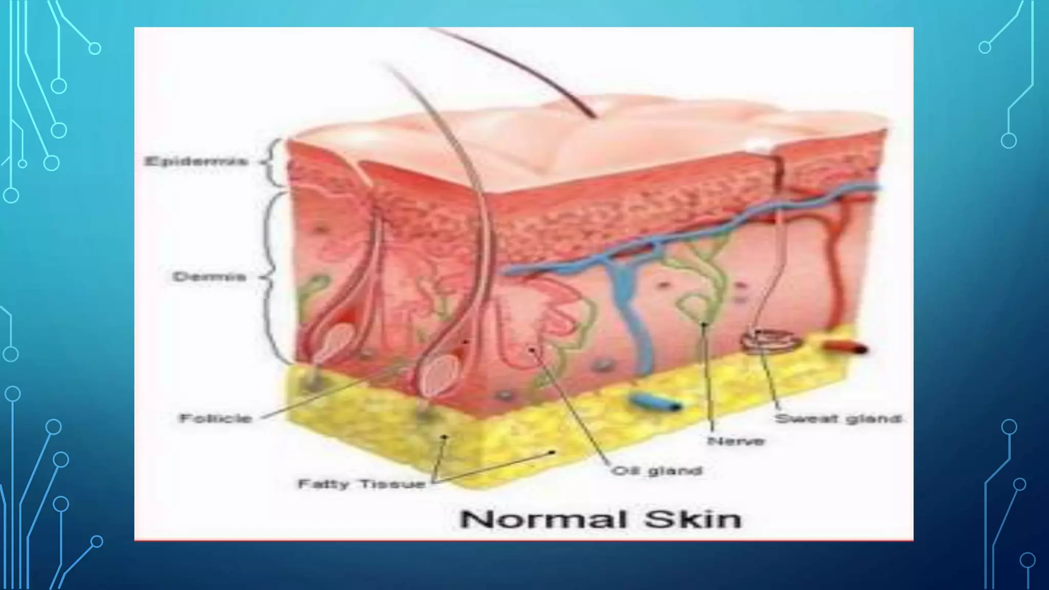 Increased Sense Model Human Human sense organs | PPTX