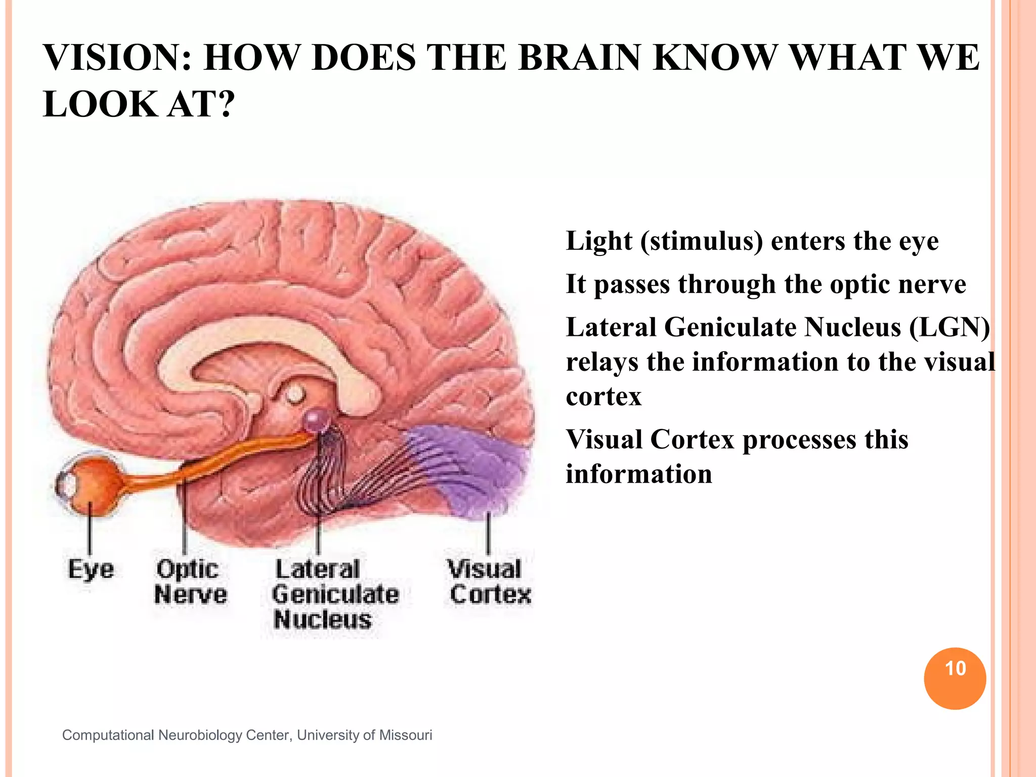 VISION: HOW DOES THE BRAIN KNOW WHAT WE
LOOK AT?


                                                               Light (stimulus) enters the eye
                                                               It passes through the optic nerve
                                                               Lateral Geniculate Nucleus (LGN)
                                                                relays the information to the visual
                                                                cortex
                                                               Visual Cortex processes this
                                                                information




                                                                                               10


Computational Neurobiology Center, University of Missouri
 